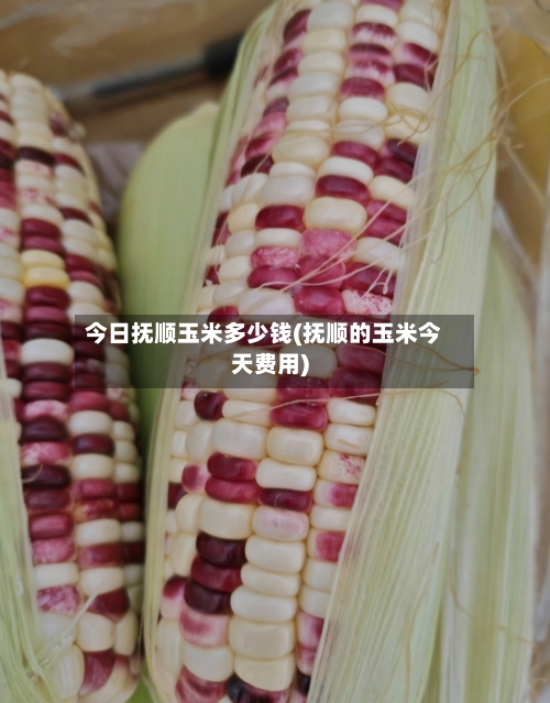 今日抚顺玉米多少钱(抚顺的玉米今天费用)