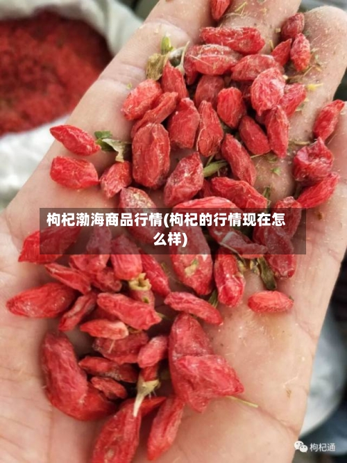 枸杞渤海商品行情(枸杞的行情现在怎么样)