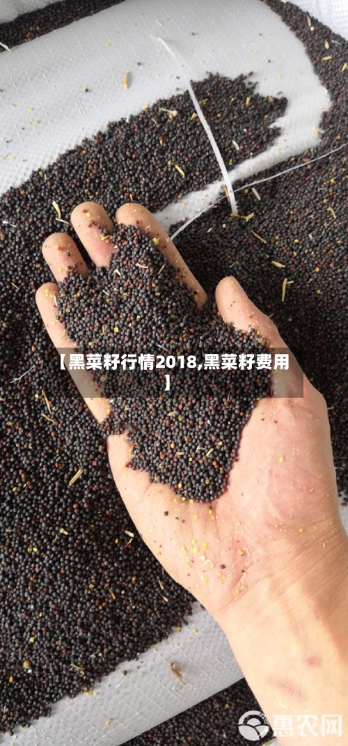 【黑菜籽行情2018,黑菜籽费用】