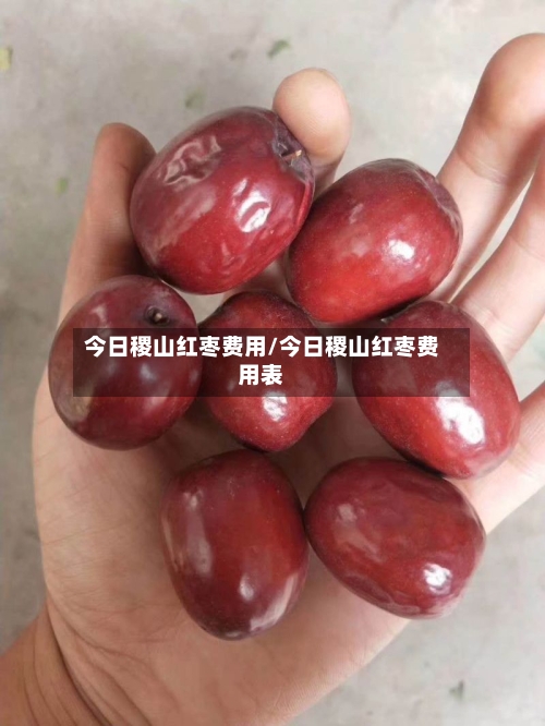 今日稷山红枣费用/今日稷山红枣费用表