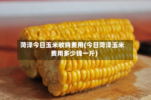 菏泽今日玉米收购费用(今日菏泽玉米费用多少钱一斤)