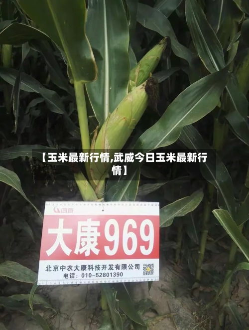 【玉米最新行情,武威今日玉米最新行情】