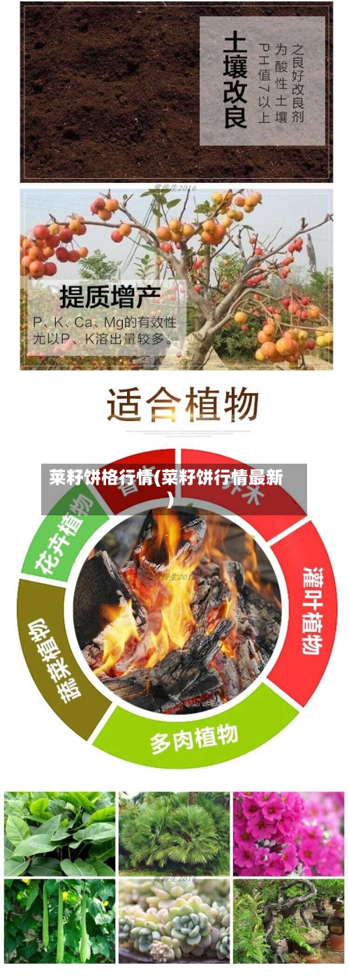 莱籽饼格行情(菜籽饼行情最新)