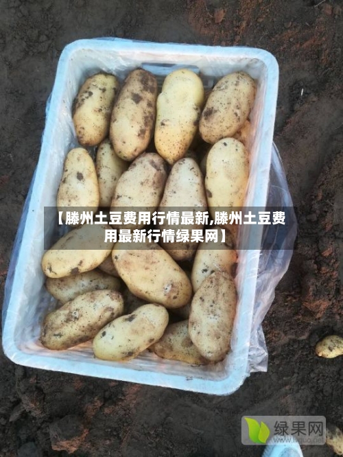 【滕州土豆费用行情最新,滕州土豆费用最新行情绿果网】
