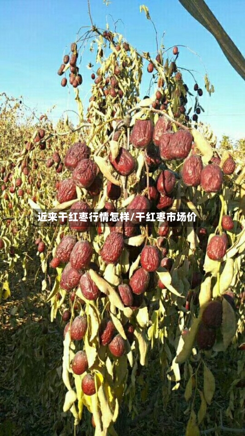 近来干红枣行情怎样/干红枣市场价