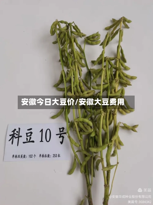 安徽今日大豆价/安徽大豆费用-第2张图片