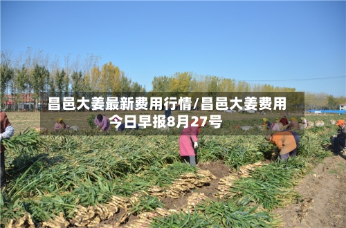 昌邑大姜最新费用行情/昌邑大姜费用今日早报8月27号-第3张图片