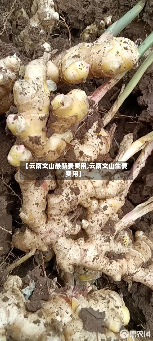 【云南文山最新姜费用,云南文山生姜费用】-第2张图片