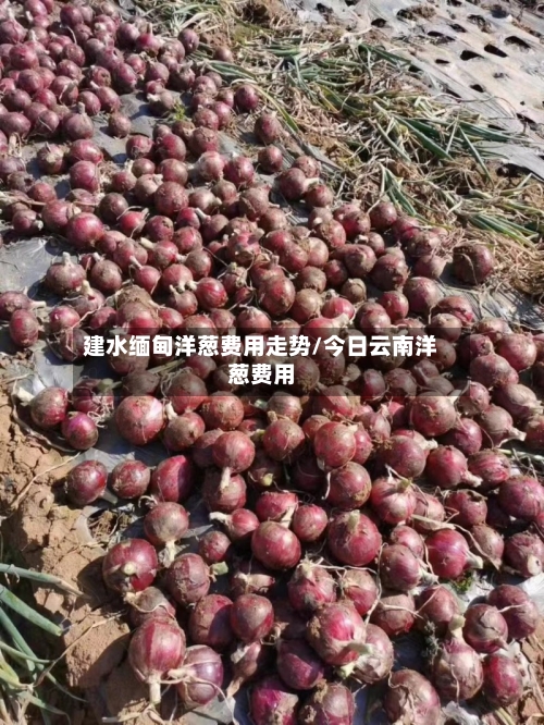 建水缅甸洋葱费用走势/今日云南洋葱费用-第3张图片