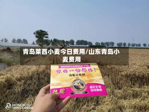 青岛莱西小麦今日费用/山东青岛小麦费用