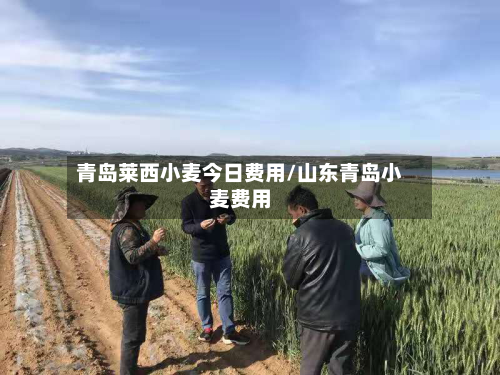 青岛莱西小麦今日费用/山东青岛小麦费用-第2张图片