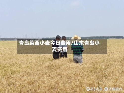 青岛莱西小麦今日费用/山东青岛小麦费用-第3张图片