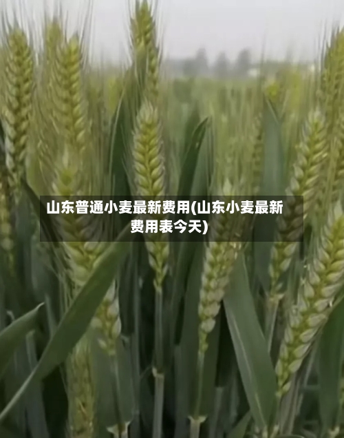 山东普通小麦最新费用(山东小麦最新费用表今天)-第2张图片