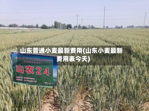 山东普通小麦最新费用(山东小麦最新费用表今天)