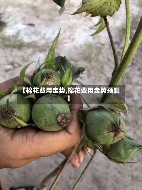 【棉花费用走势,棉花费用走势预测】
