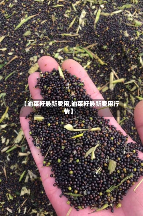 【油菜籽最新费用,油菜籽最新费用行情】