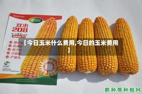 【今日玉米什么费用,今日的玉米费用】-第2张图片