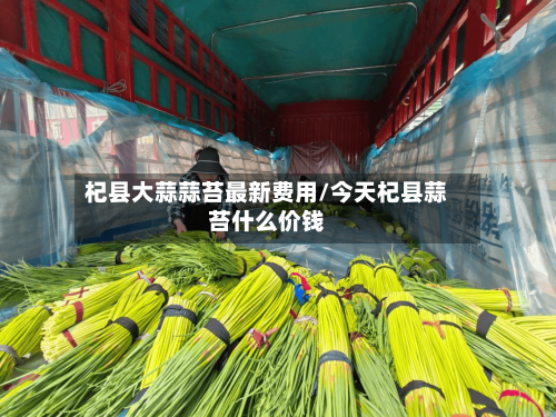 杞县大蒜蒜苔最新费用/今天杞县蒜苔什么价钱