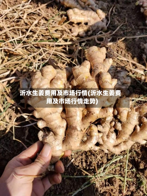 沂水生姜费用及市场行情(沂水生姜费用及市场行情走势)