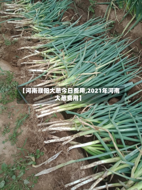 【河南濮阳大葱今日费用,2021年河南大葱费用】