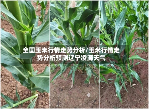 全国玉米行情走势分析/玉米行情走势分析预测辽宁凌源天气