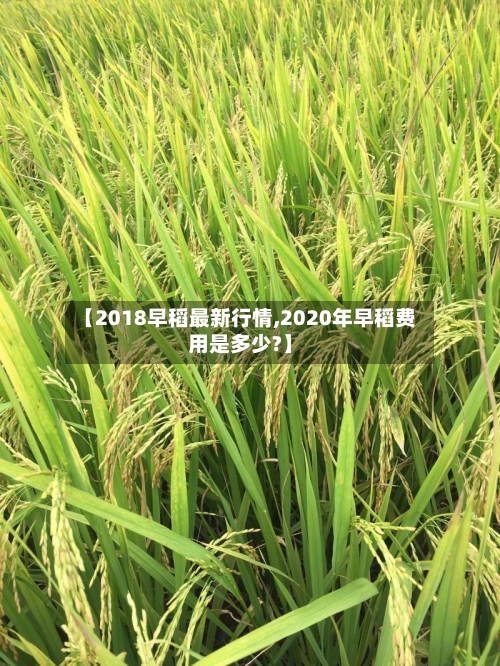 【2018早稻最新行情,2020年早稻费用是多少?】-第2张图片