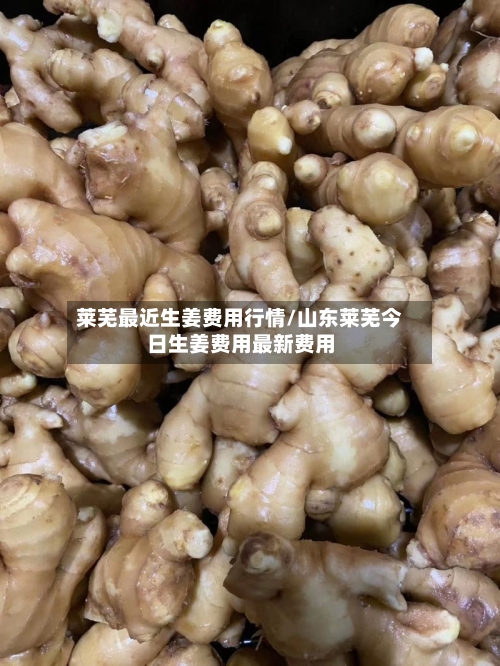 莱芜最近生姜费用行情/山东莱芜今日生姜费用最新费用