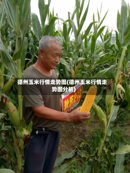 德州玉米行情走势图(德州玉米行情走势图分析)