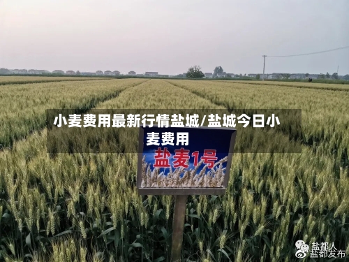 小麦费用最新行情盐城/盐城今日小麦费用