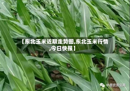 【东北玉米近期走势图,东北玉米行情,今日快报】-第2张图片