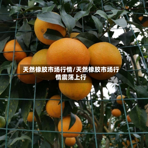 天然橡胶市场行情/天然橡胶市场行情震荡上行