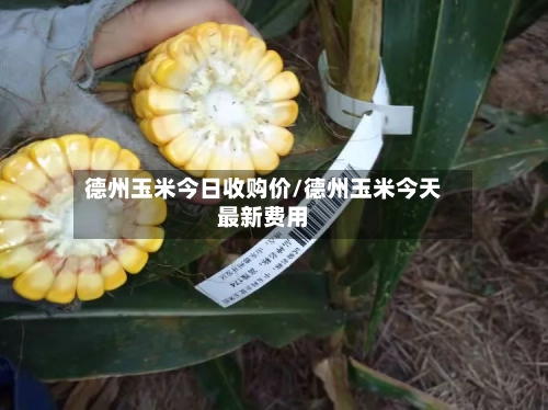 德州玉米今日收购价/德州玉米今天最新费用