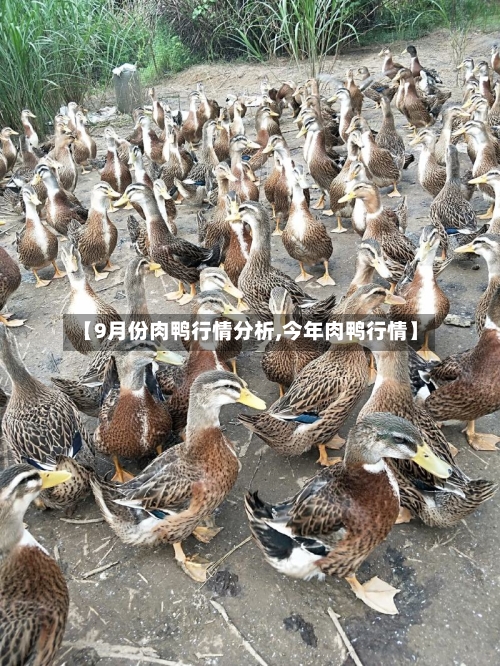 【9月份肉鸭行情分析,今年肉鸭行情】