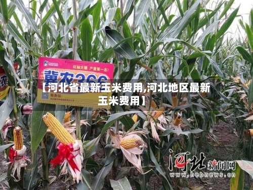 【河北省最新玉米费用,河北地区最新玉米费用】-第3张图片
