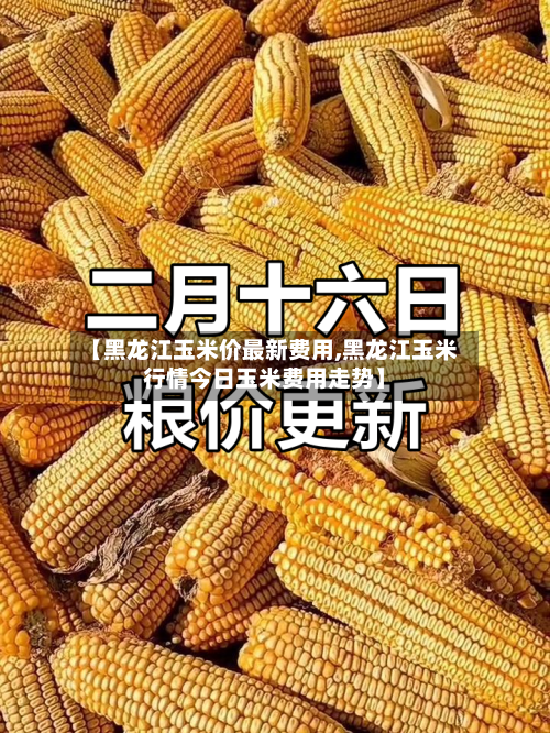 【黑龙江玉米价最新费用,黑龙江玉米行情今日玉米费用走势】