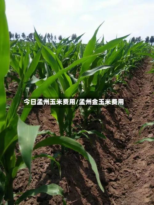 今日孟州玉米费用/孟州金玉米费用