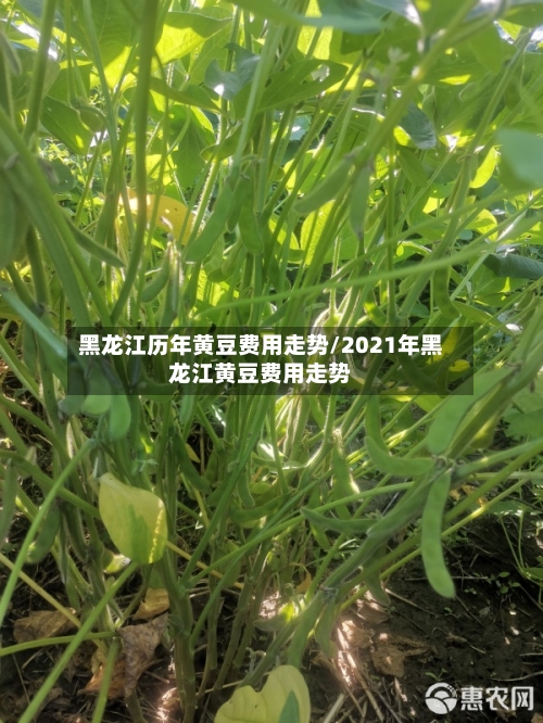 黑龙江历年黄豆费用走势/2021年黑龙江黄豆费用走势