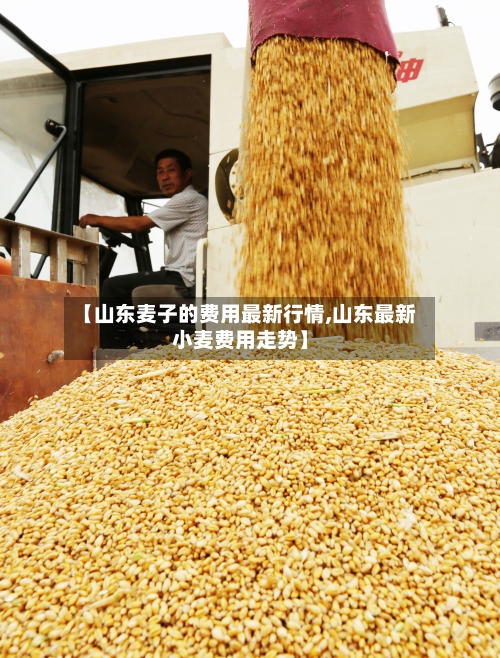 【山东麦子的费用最新行情,山东最新小麦费用走势】-第3张图片