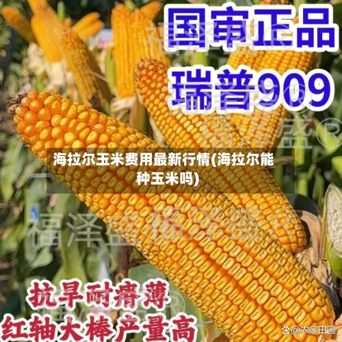 海拉尔玉米费用最新行情(海拉尔能种玉米吗)