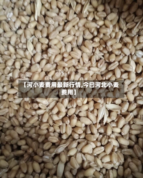 【河小麦费用最新行情,今曰河北小麦费用】
