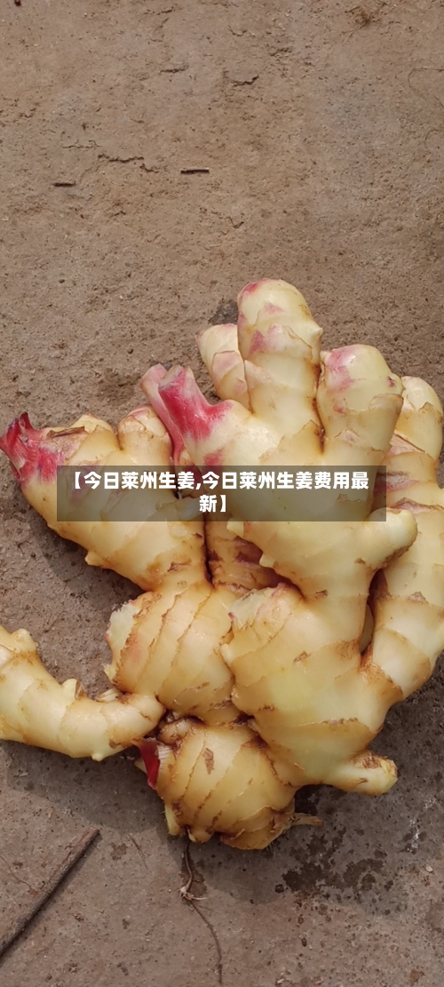 【今日莱州生姜,今日莱州生姜费用最新】