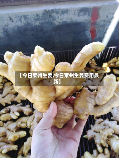 【今日莱州生姜,今日莱州生姜费用最新】-第2张图片