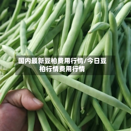国内最新豆柏费用行情/今日豆柏行情费用行情