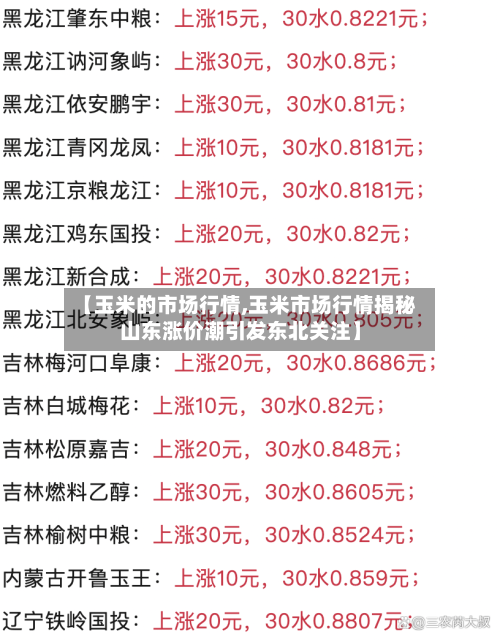 【玉米的市场行情,玉米市场行情揭秘山东涨价潮引发东北关注】-第2张图片