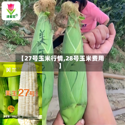 【27号玉米行情,28号玉米费用】-第3张图片