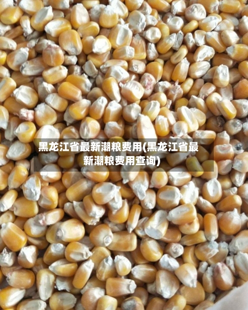 黑龙江省最新潮粮费用(黑龙江省最新潮粮费用查询)