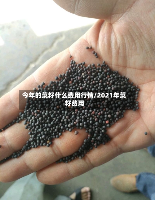 今年的菜籽什么费用行情/2021年菜籽费用-第2张图片