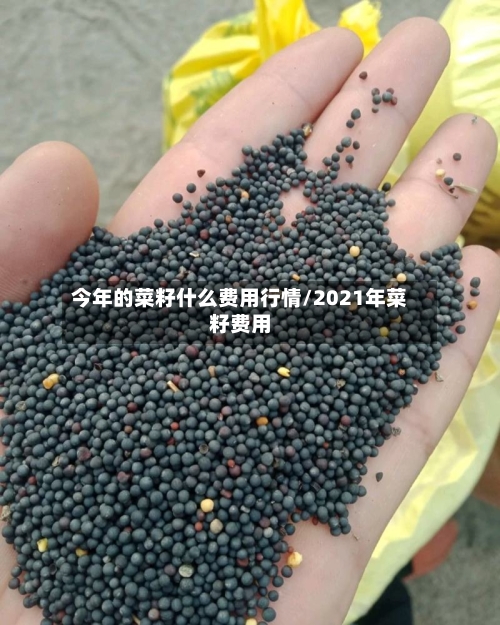 今年的菜籽什么费用行情/2021年菜籽费用