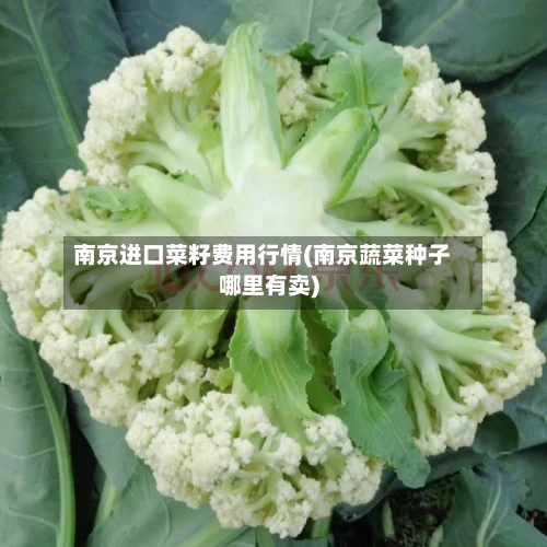 南京进口菜籽费用行情(南京蔬菜种子哪里有卖)-第3张图片