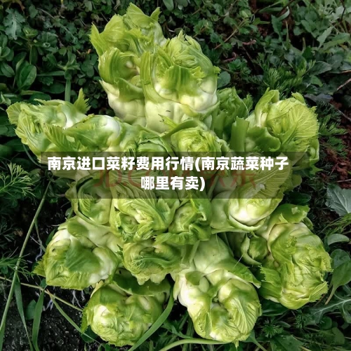 南京进口菜籽费用行情(南京蔬菜种子哪里有卖)